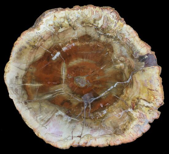 Petrified Wood (Araucaria) Slab - Madagascar #54002